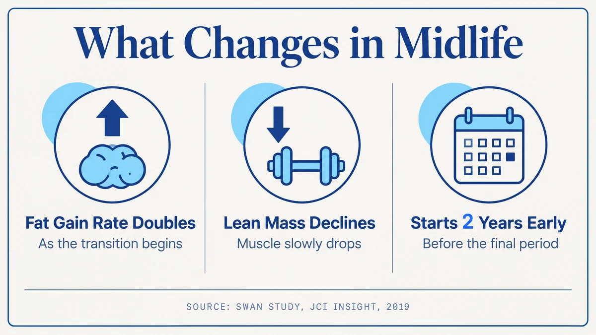 Infographic: what changes in midlife, showing the fat gain rate doubling, lean mass declining, and the shift starting about two years before the final period
